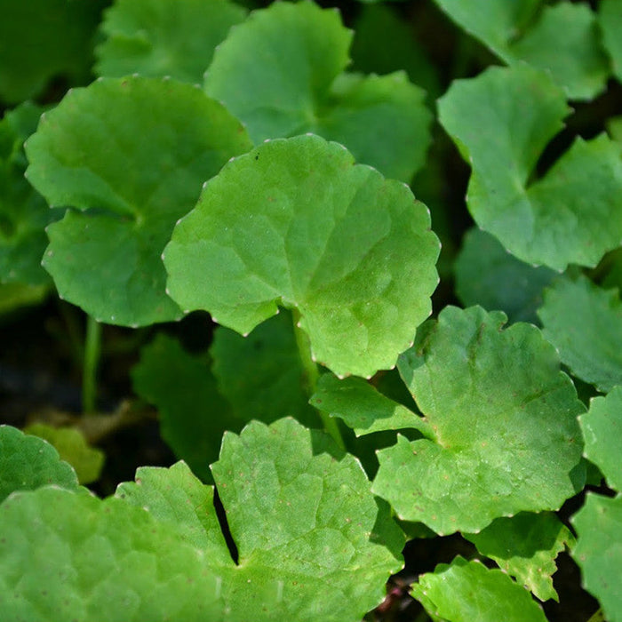 Centella asiatica / Brahmi Big Leaf - Herbs Plant