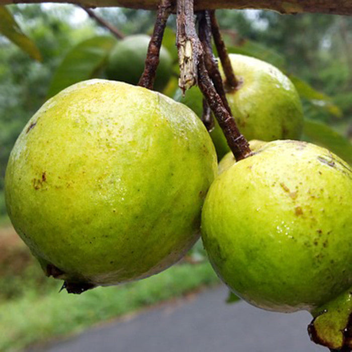 Guava Allhabad Safed - Fruit Plants & Tree