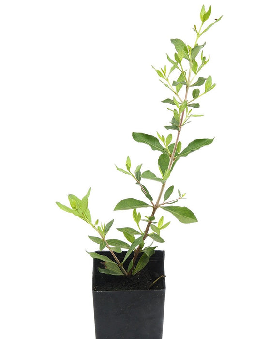 Lawsonia inermis/Henna/Mehendi Plant - Plant