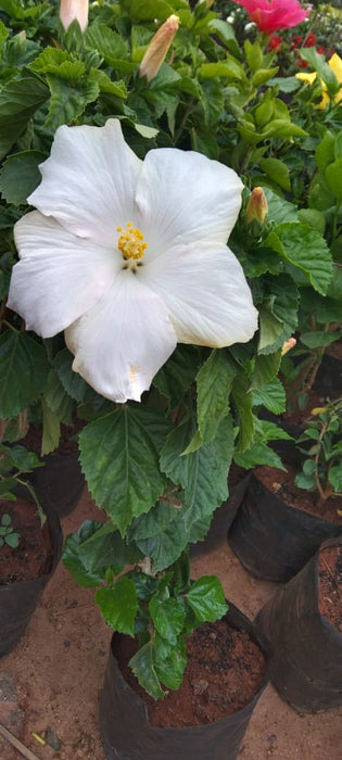 Hibiscus White Hybrid - Flowering Plants