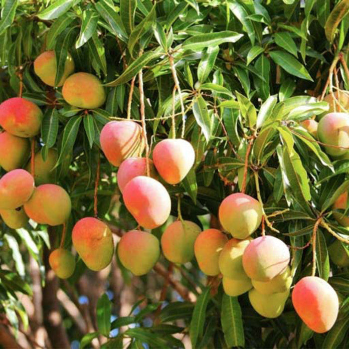Mango Suvarnarekha(Grafted) - Fruit Plants & Tree