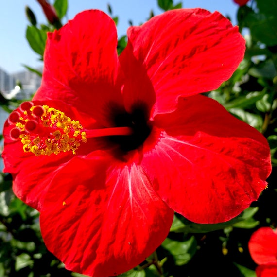 Hibiscus Red Hybrid - Flowering Plants