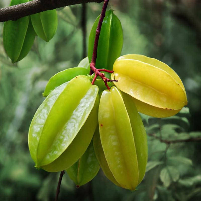 Star Fruit (Grafted)- Fruit Plants & Tree