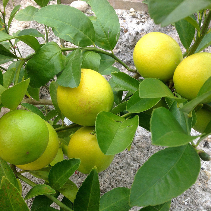 Table Lemon - Fruit Plants & Tree