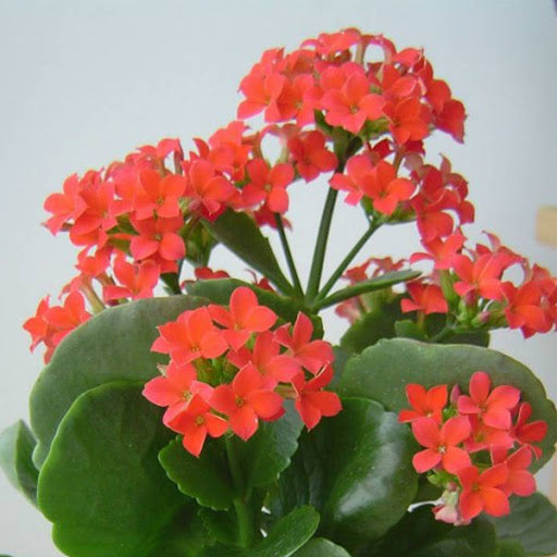 Kalanchoe blossfeldiana red single - Flowering Plant