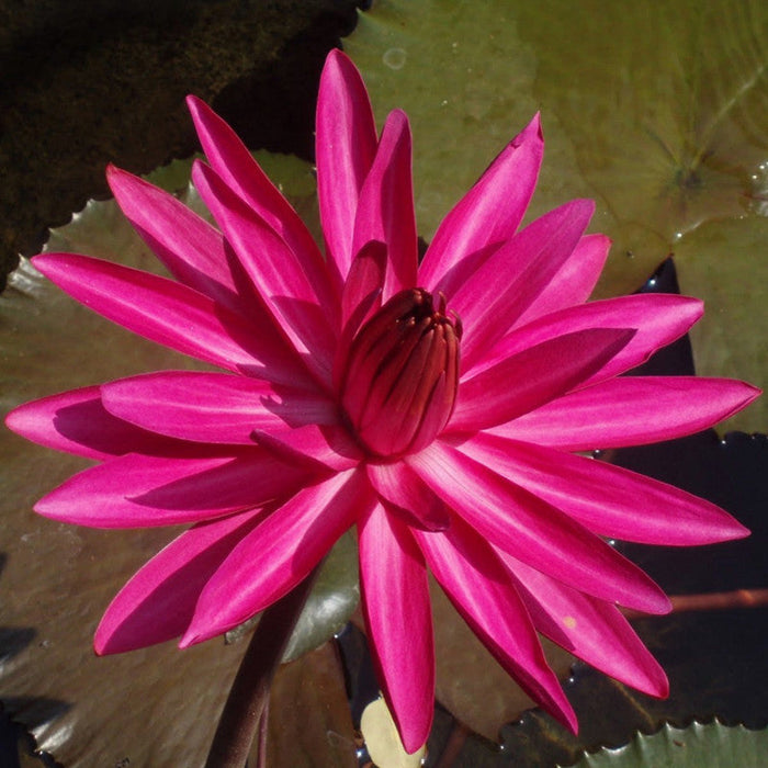 Water Lily Hybrid Pink - Aquatic Plants