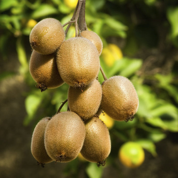 Kiwi Fruit (Grafted)  - Hayward Variety