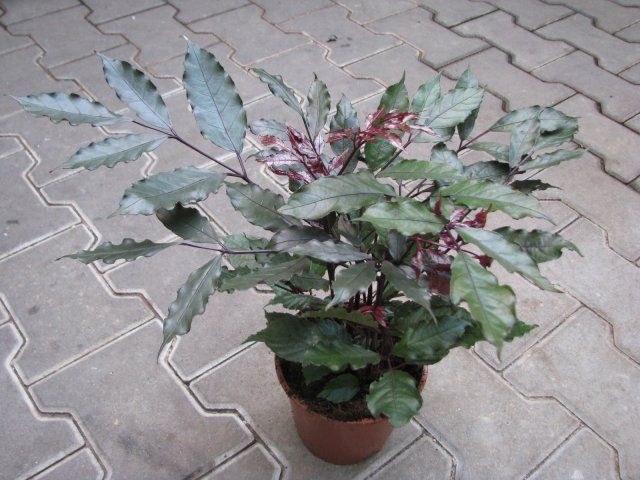 Leea coccinea Rubra - Ornamental Plants Indoor/Outdoor