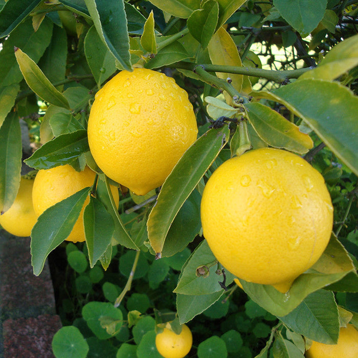 Lemon Balaji - Fruit Plants & Tree
