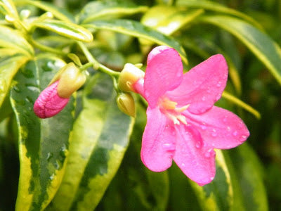 Ravenia spectabilis variegata - Flowering Plants