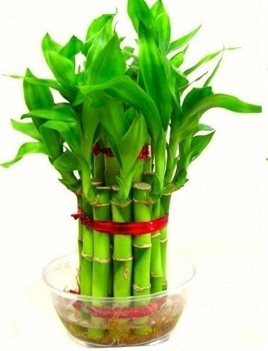 Lucky Bamboo - Gift Plants