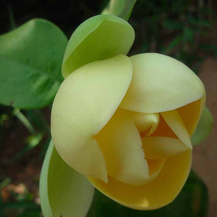 Magnolia Mutabilus  - Flowering Shrubs