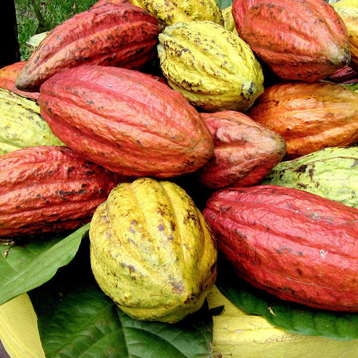 Cocoa/Cacao Fruit - Fruit Plants & Plantation crops