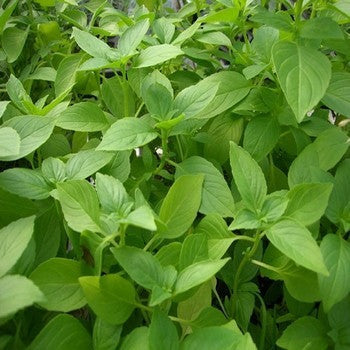 Mint Tulasi - Annual Herbs