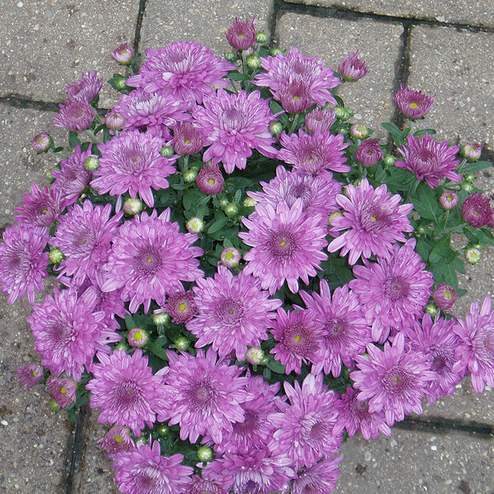 Chrysanthemum Purple - SEASONALS