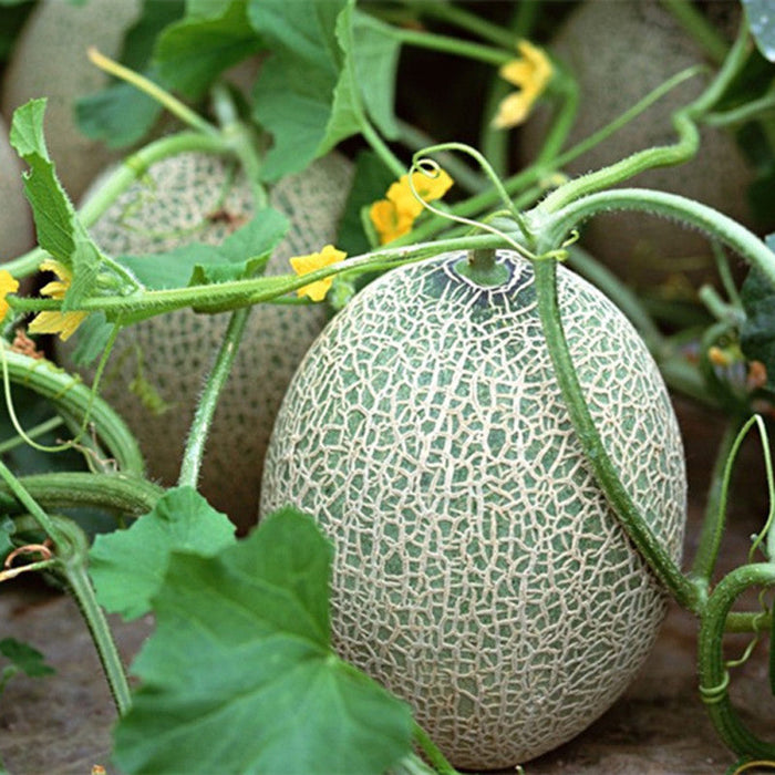 Muskmelon/Kharbooj  NS 910-Fruit Seeds