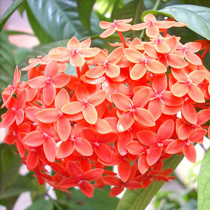 Ixora Semi Dwarf  Orange - Flowering Shrubs