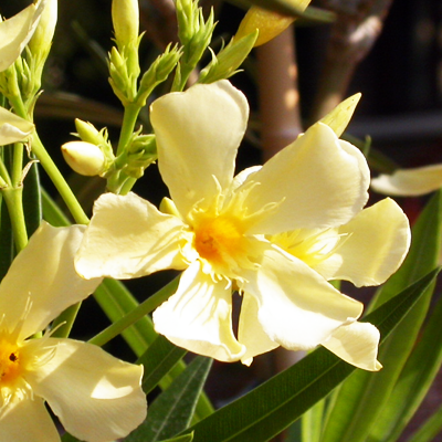Nerium Yellow - Flowering Shrubs