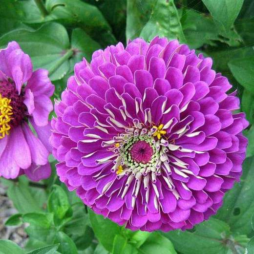 Zinnia Double Purple Color | Flower Seeds
