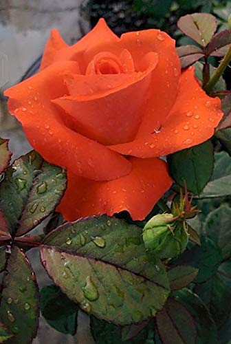 Orange Rose - Flowering Plants