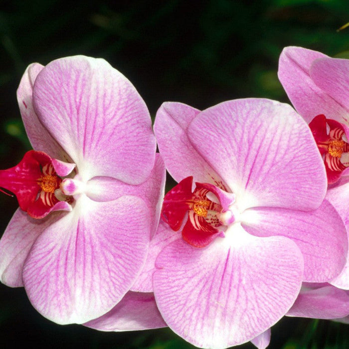 Phalaenopsis Hybrid/Orchids Pink - Gift Plants