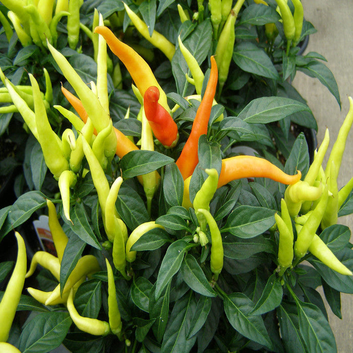 Ornamental chilli/Pepper-Vegetable Seeds