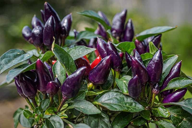 Ornamental chilli Purple - Ornamental plant