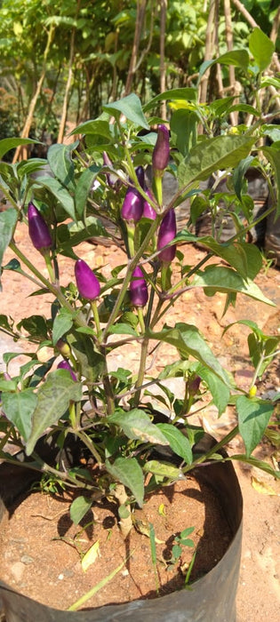 Ornamental chilli Purple - Ornamental plant