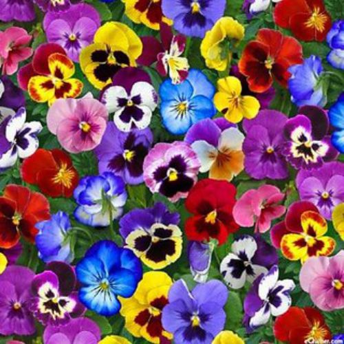 Pansy Viola Mixed F1 | Flower Seeds