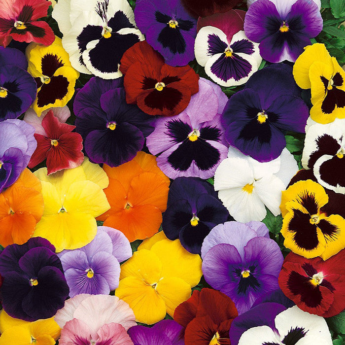 Pansy-Flower Seeds
