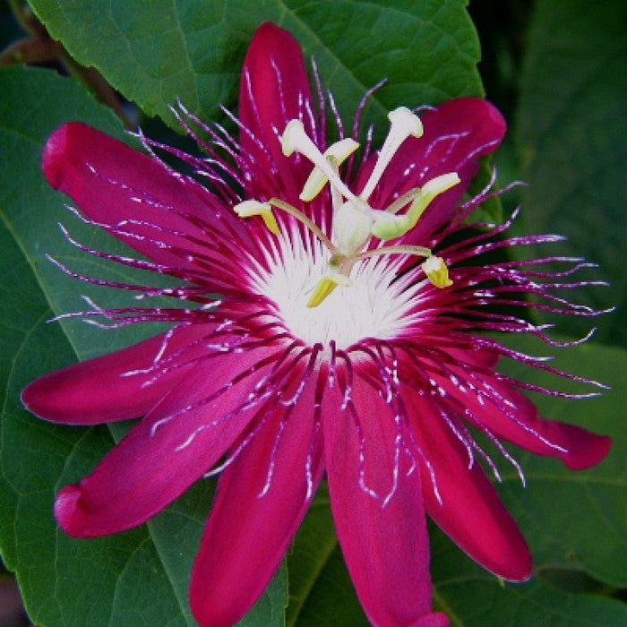 Passion Flower Pink - Creepers & Climbers