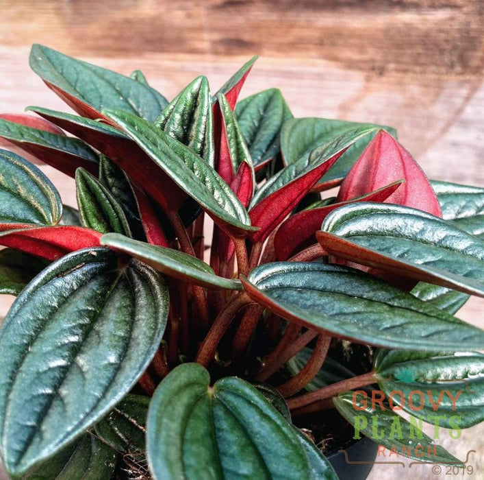 Peperomia Rosso -Gift Plants