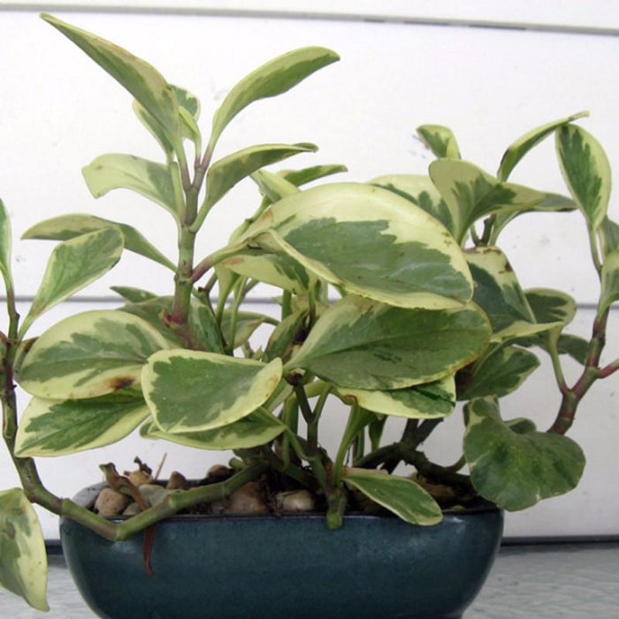 Peperomia Variegated - Indoor Plants