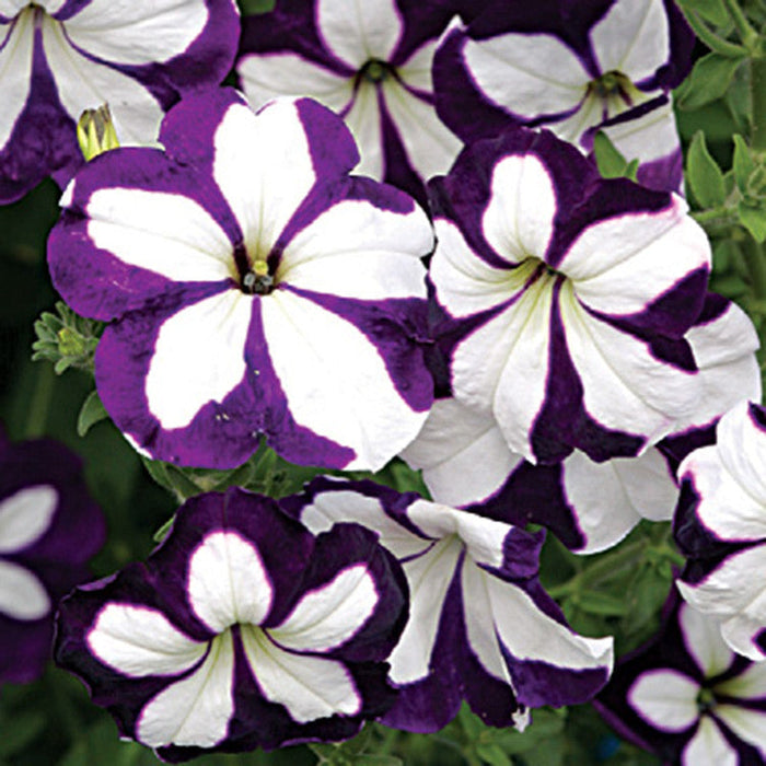 Petunia Purple and White - SEASONALS