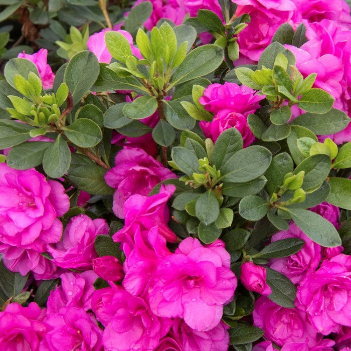 Azelia Flower plant - Pink