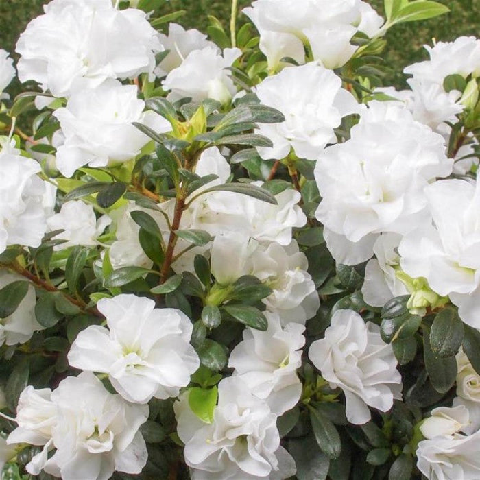 Azalea Flower Plant - White