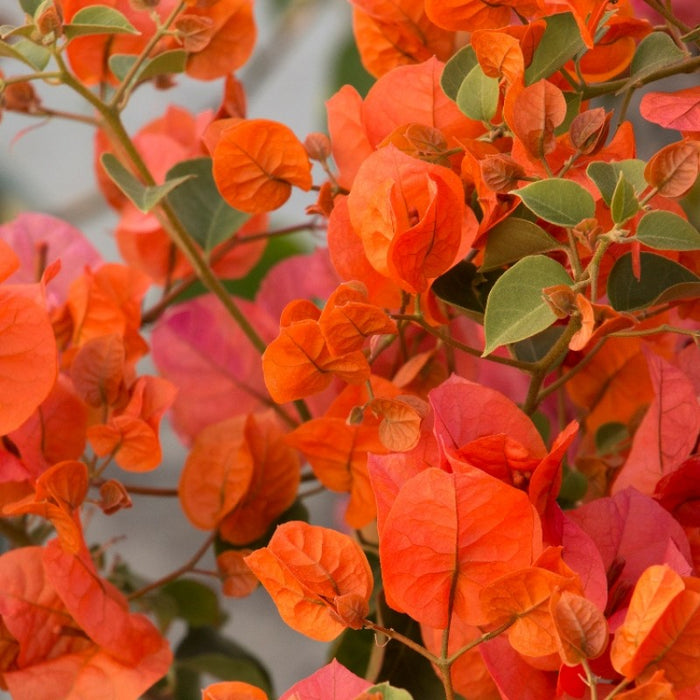 Bougainvillea orange - Flowering shrubs