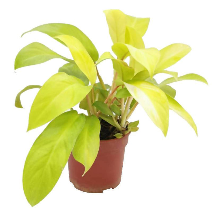 Philodendron Ceylon Gold - Indoor Plants