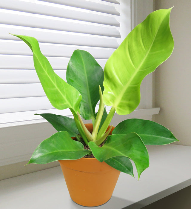 Philodendron moonshine - Indoor Plants