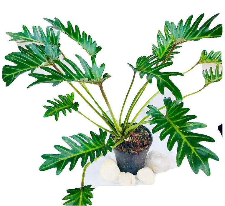 Philodendron xanadu Green - Indoor Plants