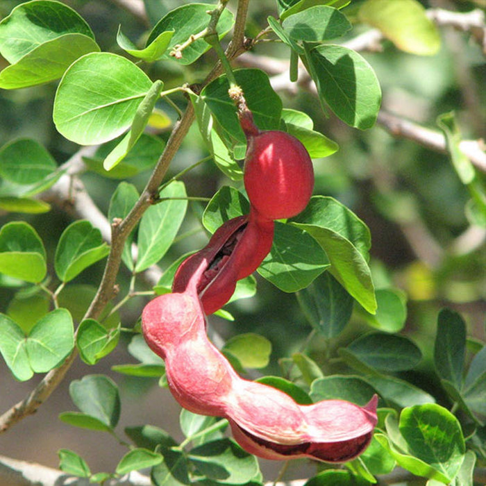 Pithecellobium dulce/Manila tamarind  - Fruit Plants & Tree