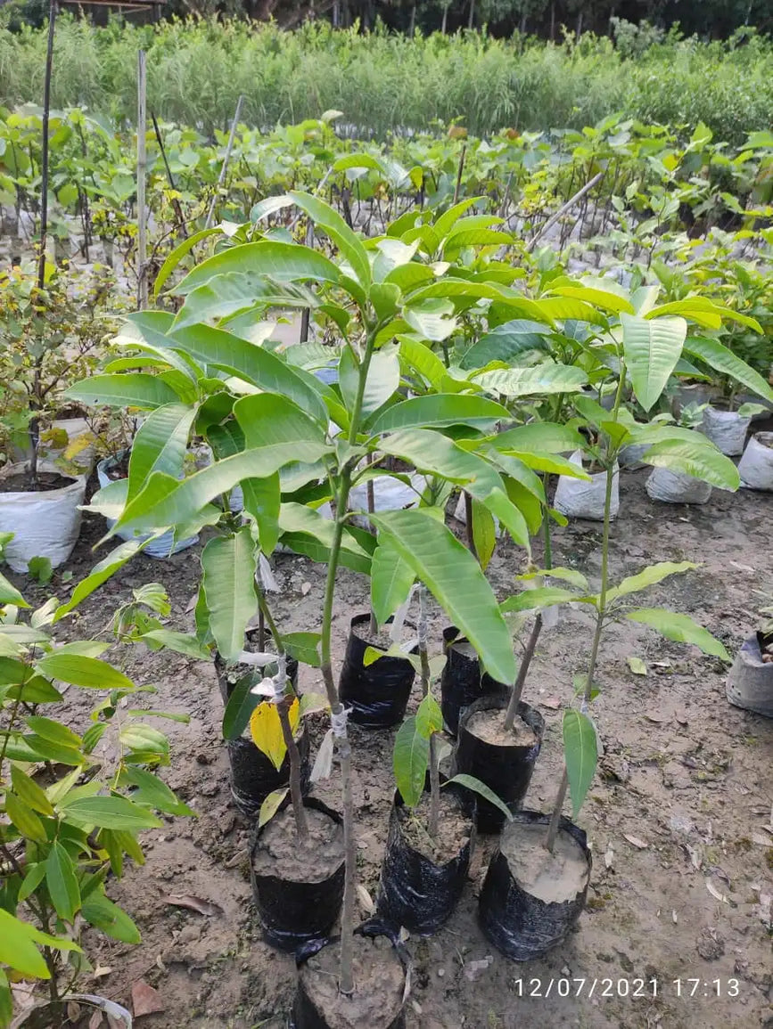 Original Miyazaki Japanese Mango Fruit Plant Grafted Miyazaki Mango P
