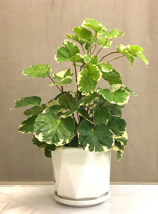 Aralia/Polyscias balfouriana - Ornamental Plants
