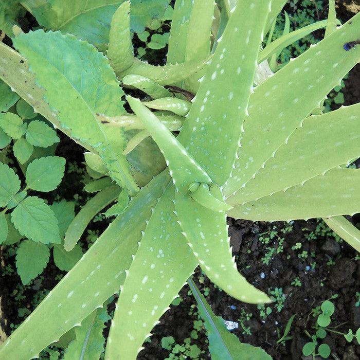 Aloe Vera - Indoor/Outdoor Plants