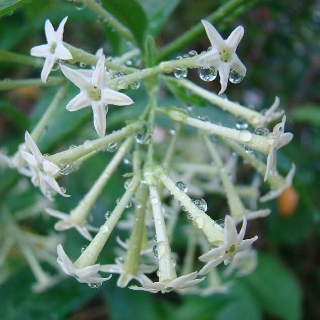 Cestrum nocturnum/Raat Ki Rani - Flowering Plants
