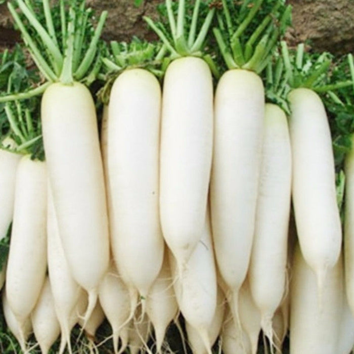 Hybrid Radish- Vegetable Seeds