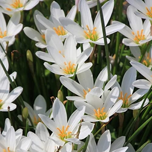 Zephyranthes Lily Rain Lily White Color Flower Bulbs (Set of 10 Bulbs)