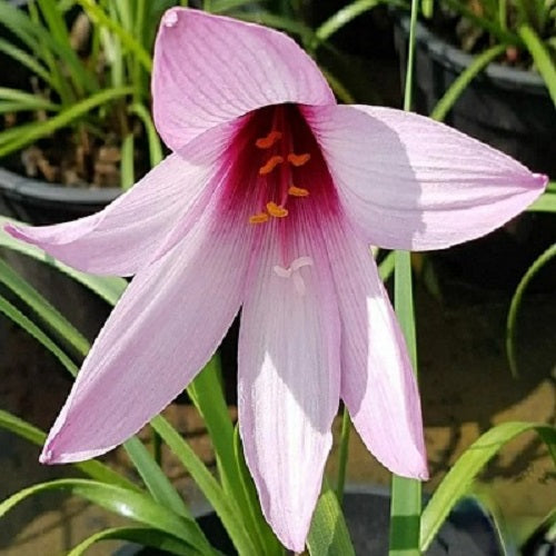 Jumbo Zephyranthes Rain Lily Flower Bulb (Pack of 01 Bulb)