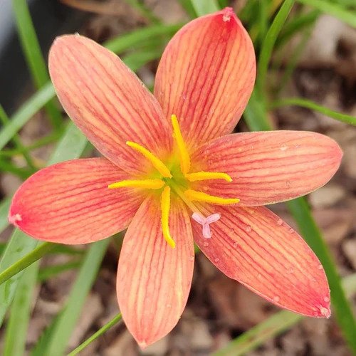 Lavalon Zephyranthes Rain Lily Flower Bulb (Pack of 01 Bulb)