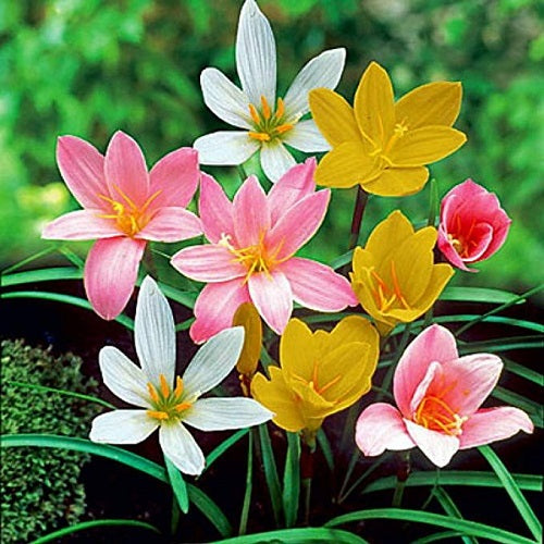 Rain Lily Bulb (Set of 100 Bulbs) Zephyranthes Mix Color Flower Bulb